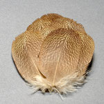Speckled Bustard body feather