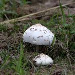 10/22　オオシロカラカサタケ　こども広場　毒キノコ