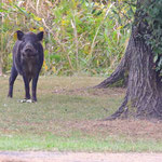 10/22　イノシシ　こども広場
