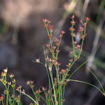 10/18　コウガイゼキショウ