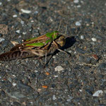 10/18　トノサマバッタ