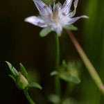 10/18　イヌセンブリ　この花が咲くと遊水地の夏期は終わりだという