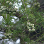 10/22　落羽松　こども広場