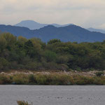10/22　三毳山　第1調節池　遊水地の荻がきれいになってきました