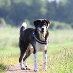 ein kräftiger gesunder Hund