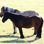 Ponies