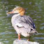 Gänsesäger