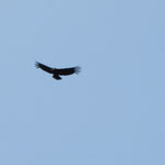 condor