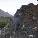 Galapagos Pinguin, Isla Bartolome
