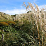 üppige Vegetation