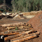 Es ist Winter, vielerorts wird mit Holz geheizt, die Sägewerke haben jetzt Hochbetrieb.
