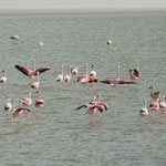 Flamingos im Salar Surire