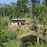 Haus im Regenwald, Region Amazonas