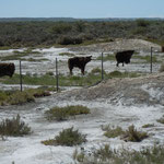 Getrocknete Schafsfelle bei Bahia Creek, Argentinien