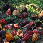 leere Kakaoschoten