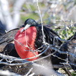 Fregattvogel mit aufgeblähtem Kehlsack, North Seymour