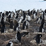 südliche Shetland Inseln bei Hannah Point: Zügelpinguine und ihr Nachwuchs