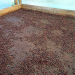  Kakaobohnen werden getrocknet
