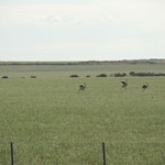 Nandus auf der Flucht, Patagonien, Argentinien