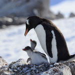 Eselspinguine mit ihren Jungen