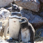 Mutter mit Nachwuchs, Magellan Pinguine, Isla Pinguino, Argentinien