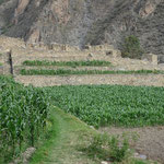Maisanbau auf den Inka-Terrassen