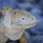 Landleguan, Santa Fe