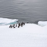 Die Pinguine flüchten ins Wasser 