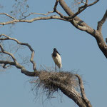 Jabiru Storch, das Wahrzeichen des Pantanals