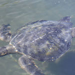 graue Wasserschildkröte, Elizabeth Bay, vor Isabela