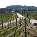 Weinberge in der Nähe von Bento Goncalves 