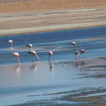 Flamingos an der Laguna Hedionda 2