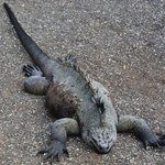 Meeresleguan bei Punta Espinosa auf Fernandina