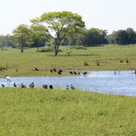 Tümpel und Besucher im Pantanal