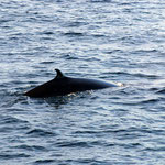 Delfin vor der Insel Fernandina