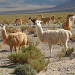 Lamas