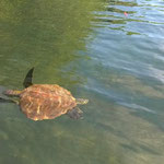 rote Wasserschildkröte, Elizabeth Bay, vor Isabela