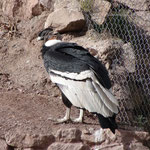 ein Condor in der Auffangstation Ccochahuasi