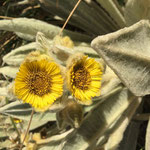 Blüte, Mönschsgewächs im El Angel-Nationalpark 