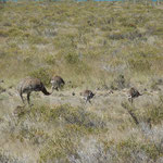 Nandu Familie auf der Peninsula Valdes, Argentinien