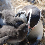 Es ist Essenszeit, Magellan Pinguine, Isla Pinguino, Argentinien