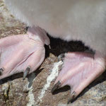 Zeigt her eure Füße, Felsenpinguin (Rockhopper), Isla Pinguino, Argentinien