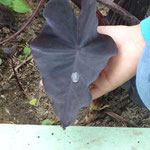 wasserabweisendes Blatt der Tania- oder Malangapflanze