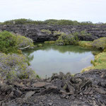 mit Meerwasser gefüllter See, Punta Morena, Isabela