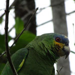 Papagei, Llanos