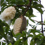 Baumwollbaum, Ceiba, Wolle ist gut verpackt (Uruguay)