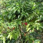 Kaffeepflanzen in Tierradentro