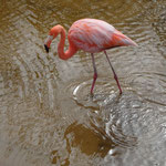 roter Flamingo, Isabela