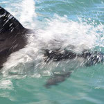 Peale-Delfin, Isla Pinguino, Argentinien