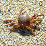 Tiere genießen auch den leeren Strand 